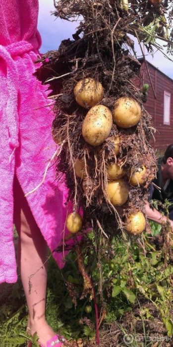 Клубени от сорта Адрета