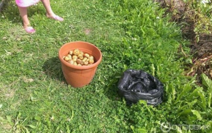 Реколта в кофа