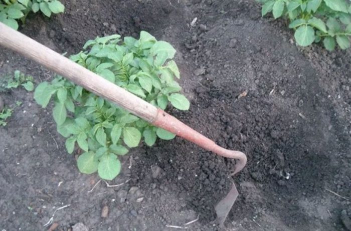 Олющване на картофи