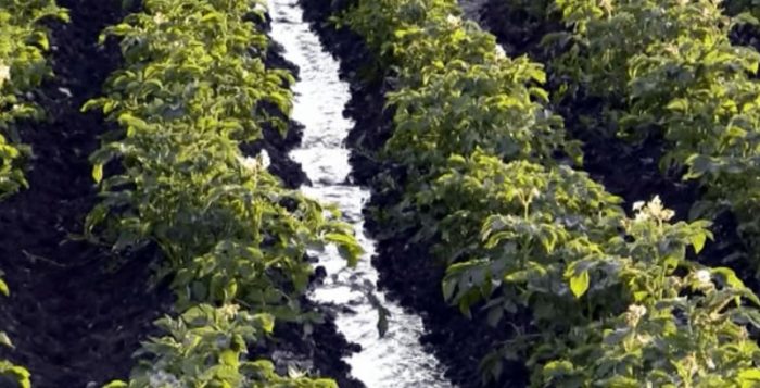 Междуредово напояване на картофи Поливане на картофи