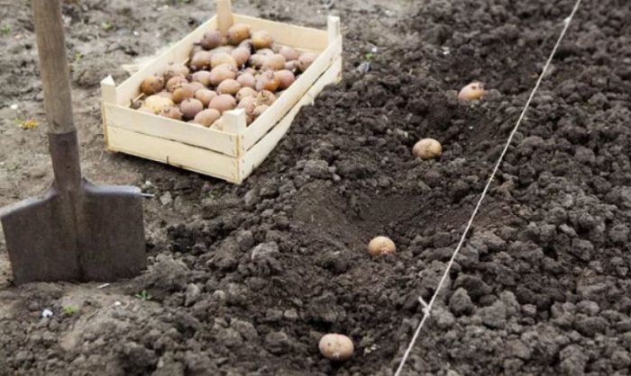 Засаждане на картофи