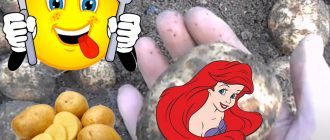 Сорт картофи Ариел