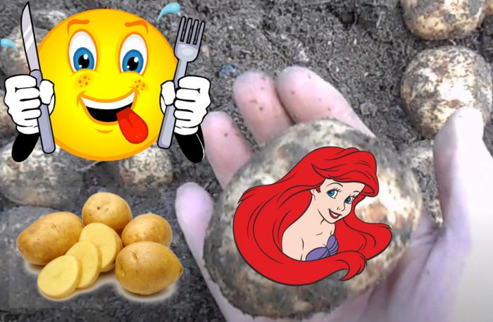 Картофи Ариел Сорт картофи Ариел