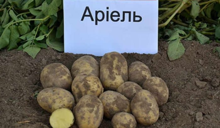 Посадъчен материал Картофи за семе