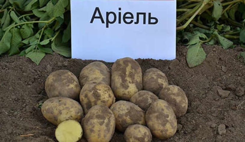 Картофи за семе