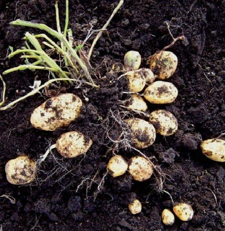 Клубени на храст