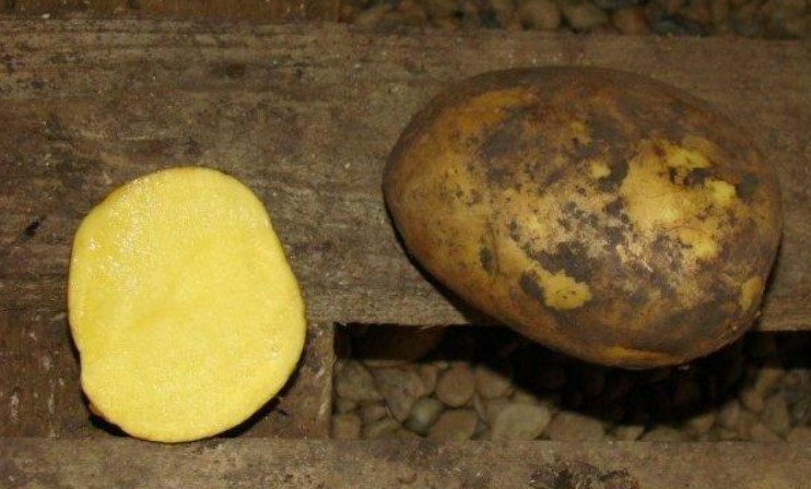 Картофена грудка