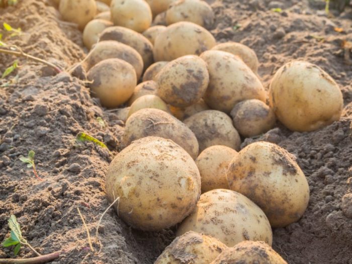 Картофите на Ариел на земята Реколта от картофи Ариел