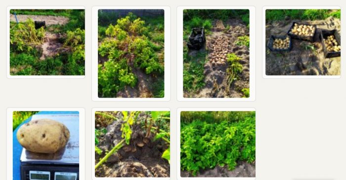 Зелените и грудките от сорта Ариел Отглеждане на картофи Ариел