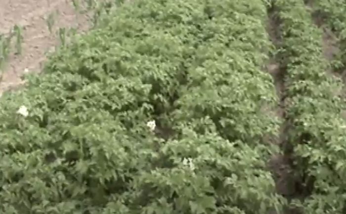 Храсти с бели цветове Храсти от сорта Ариел