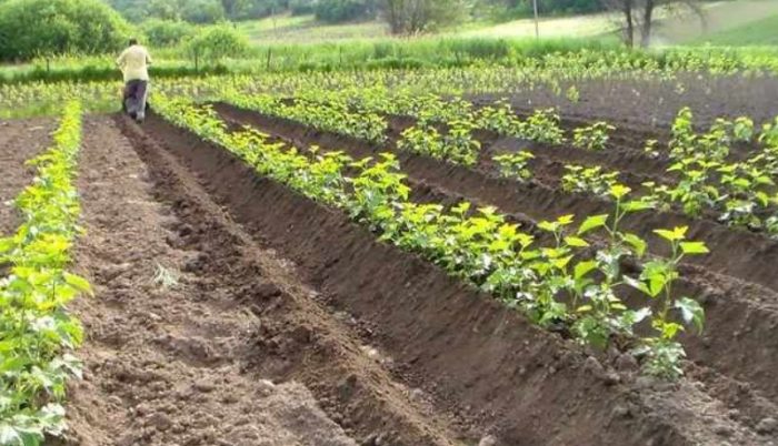 Олющване на картофи Хилинг