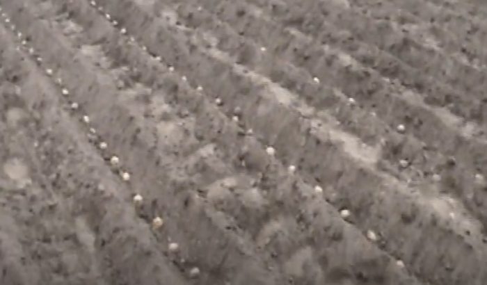 Разстояние за засаждане на картофи Засаждане на картофи