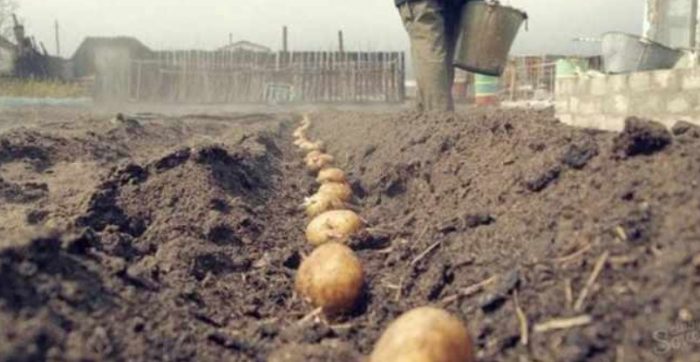 Пролетно засаждане на картофи Засаждане на сорта Ариел