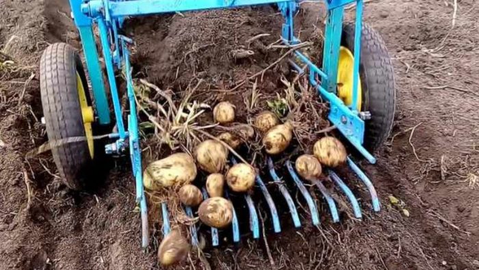 Картофокопачка Събиране на картофи