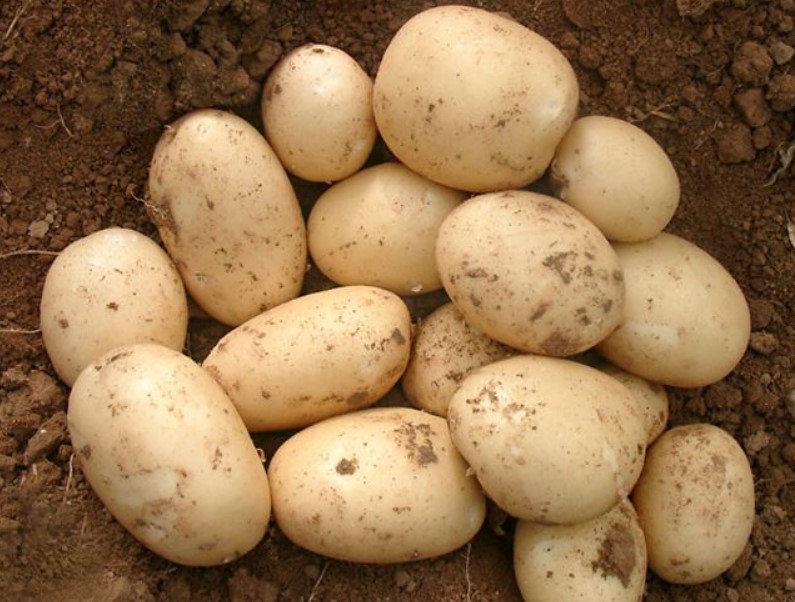 Сорт картофи Ариел