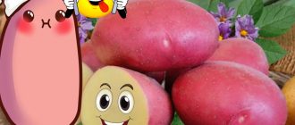 Сорт картофи Evolution