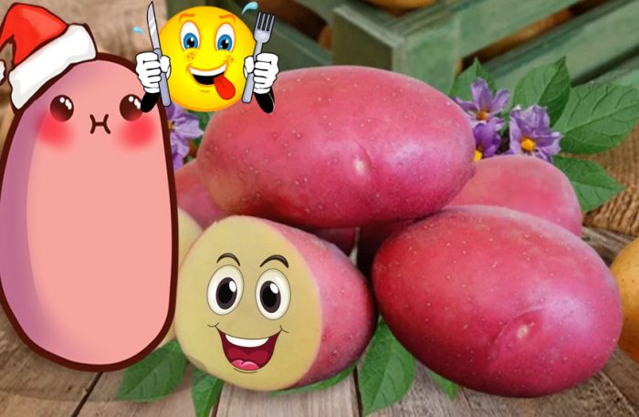 Сорт картофи Evolution