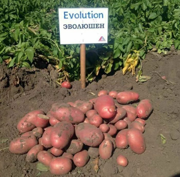 Реколта от сорта „Еволюция“