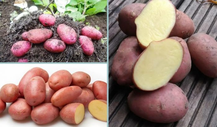 Клубени от сорта Evolution