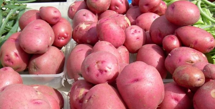 Високодобивен сорт