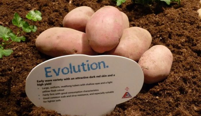 Семенен материал от сорта Evolution