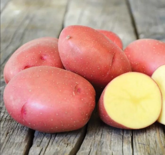 Сорт картофи Еволюция