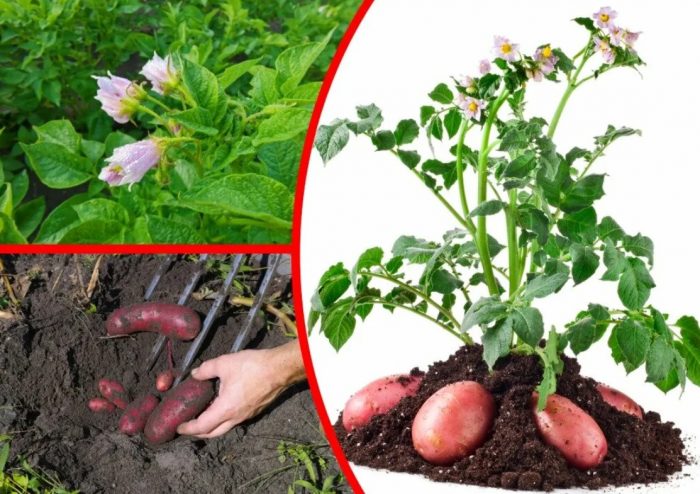 Храсти и грудки от сорта Еволюция