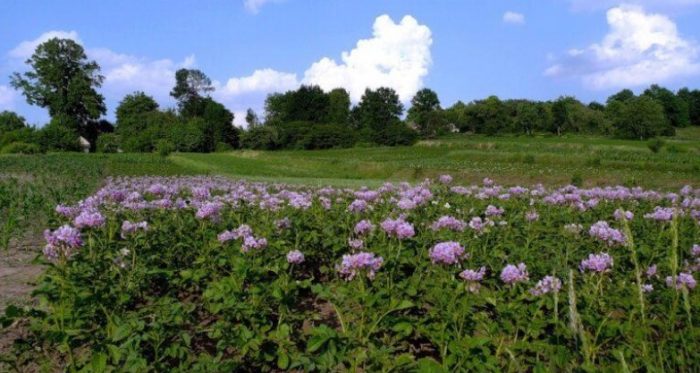 Храсти от сорта картофи Evolution