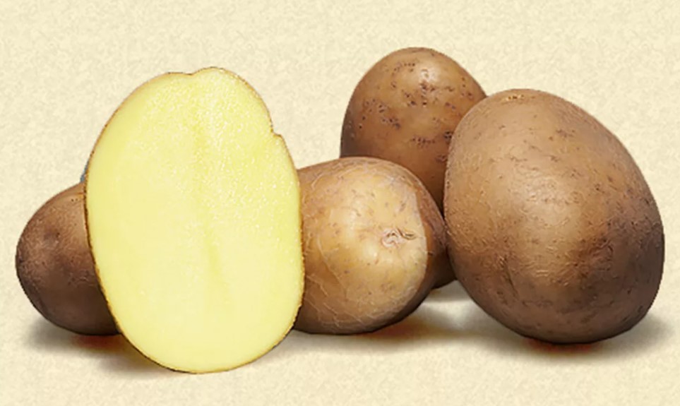 Сорт Каратоп