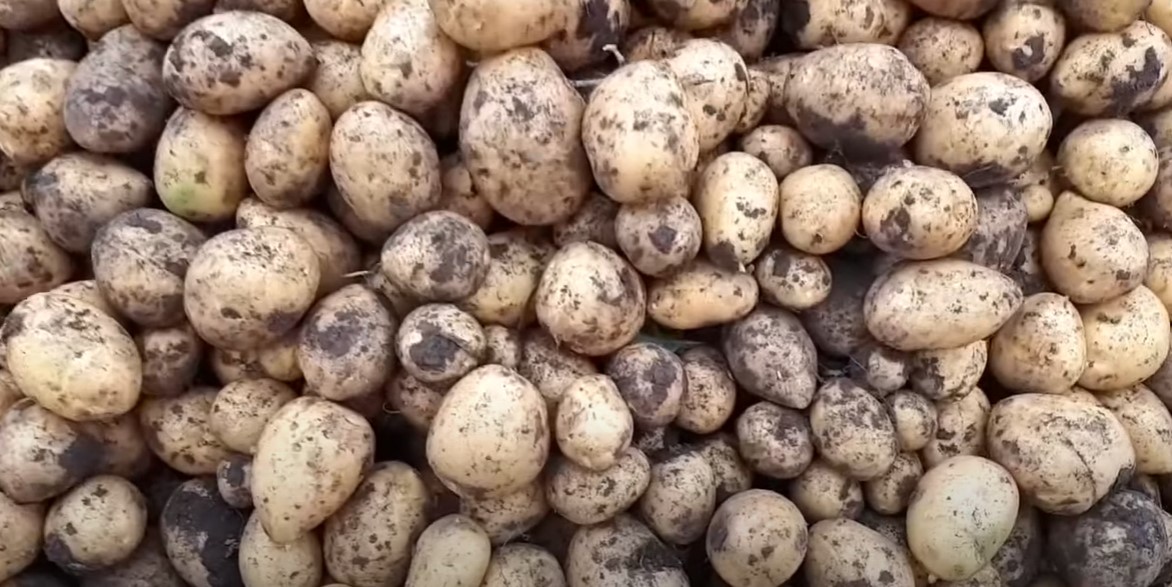 Реколта от картофи Каатоп