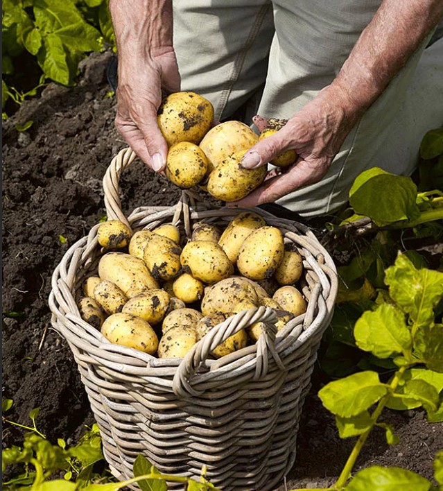 Грудки Каратоп в кошница Сорт картофи Каратоп в кошница