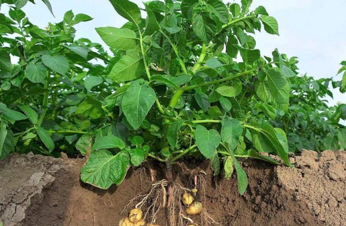 Картофени храсти Каратоп Храсти от сорта Каратоп