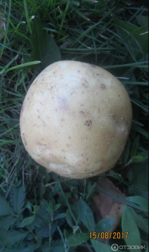 Бели картофи Една грудка