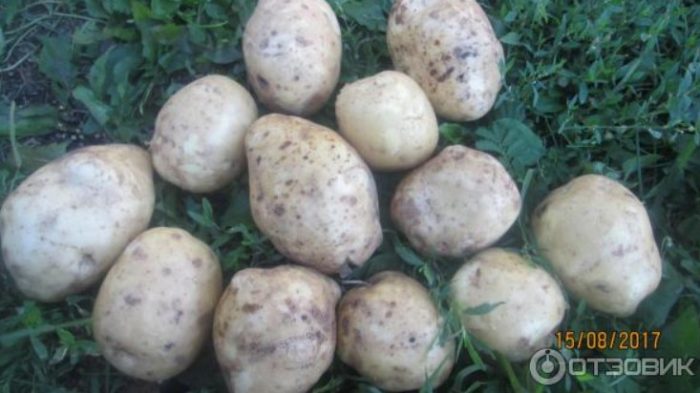 Клубени на храст Брой грудки на храст