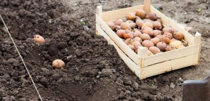 Диаграма на засаждане Засаждане на картофи