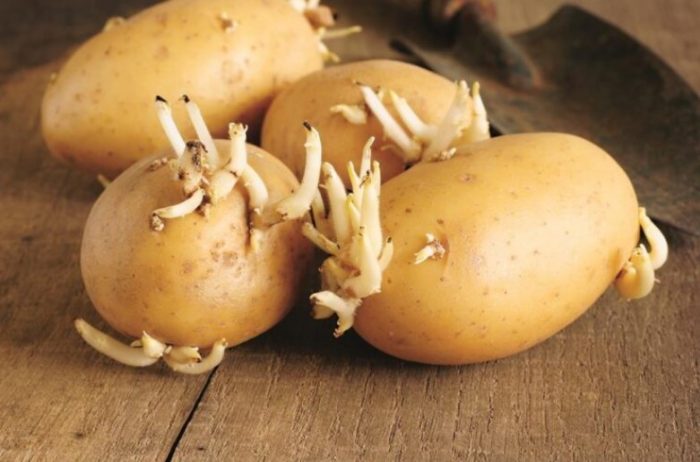 Клубени с кълнове Покълнал материал