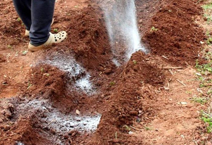 Подготовка на почвата Почва за засаждане на картофи