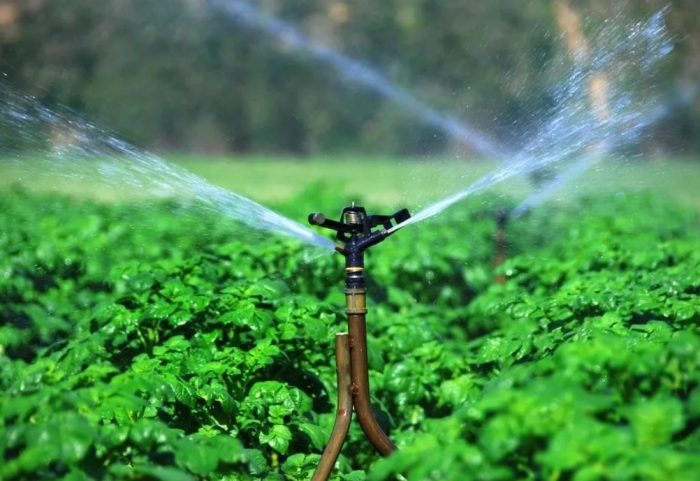 Автоматично поливане на картофи Поливане на картофи