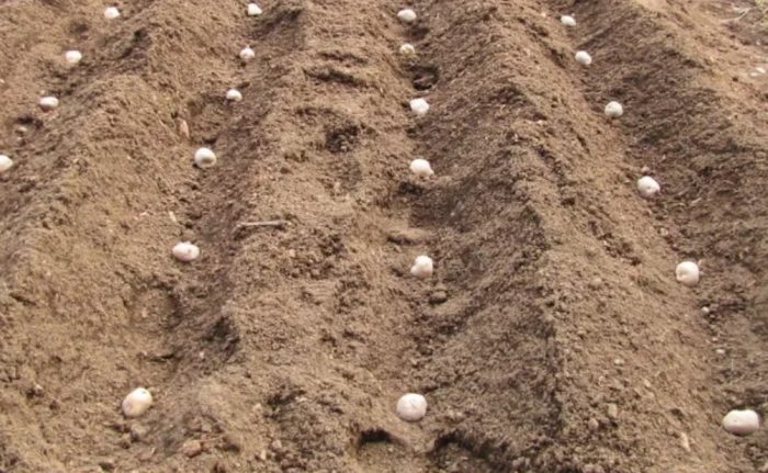 Засаждане на картофи в гребени Засаждане на картофи