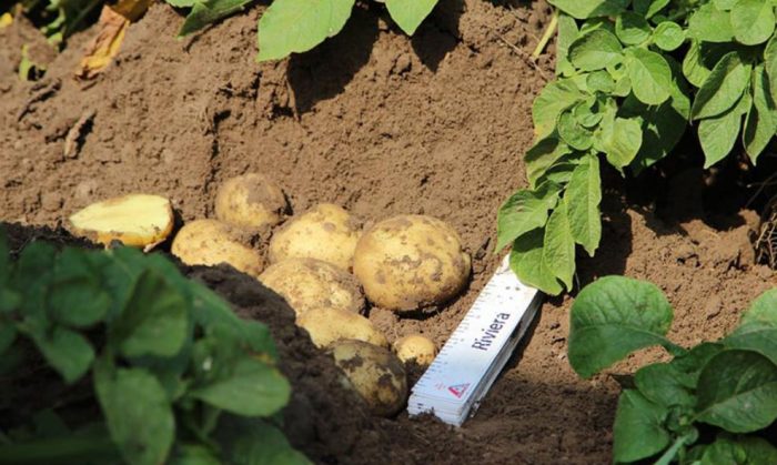 Картофи от храста