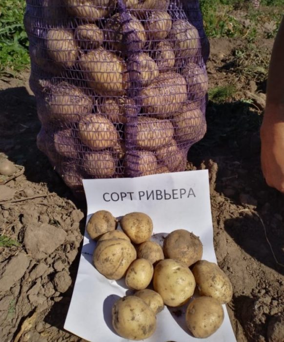 Реколта от сорт Ривиера