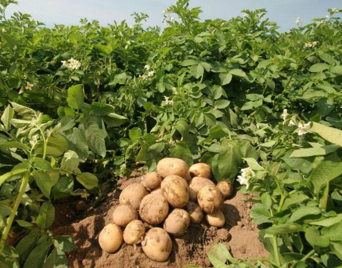 Цъфтящи храсти от сорта Ривиера