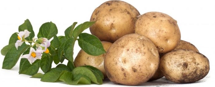 Цветя и грудки от сорта Ривиера