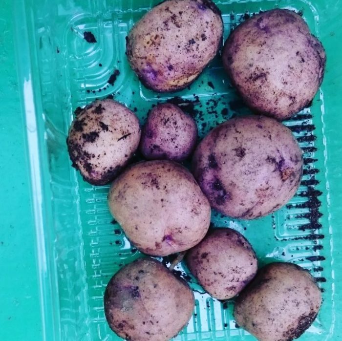 Сорт картофи Синеглазка