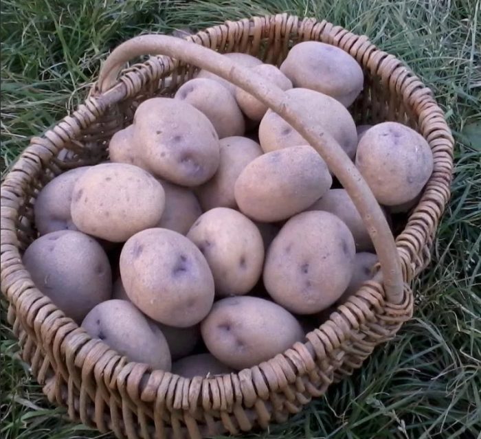 Синеока сова в кошница