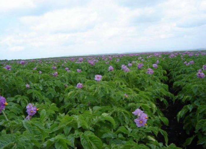 Храсти от сорта картофи Синеглазка