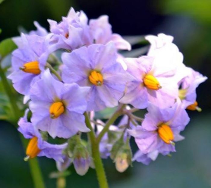 Синеоки цветя