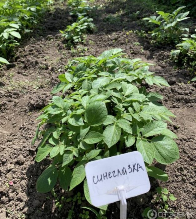 Храсти от сорта Синеглазка