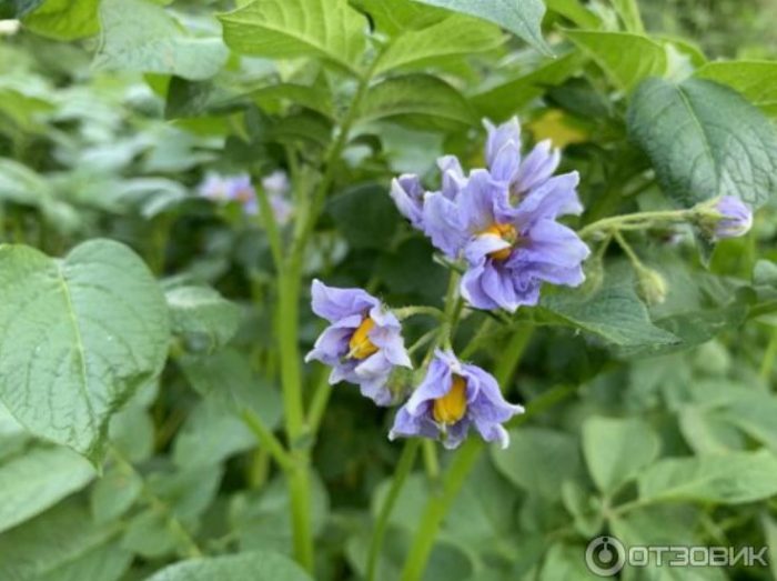 Цветя от сорта Синеглазка