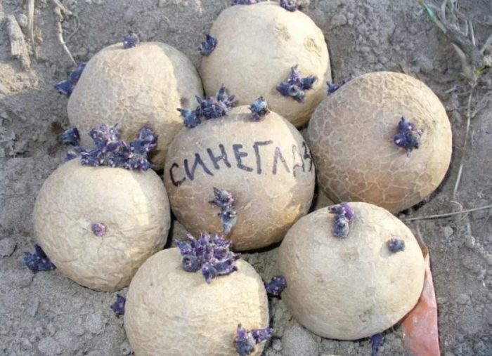 Покълнали картофи